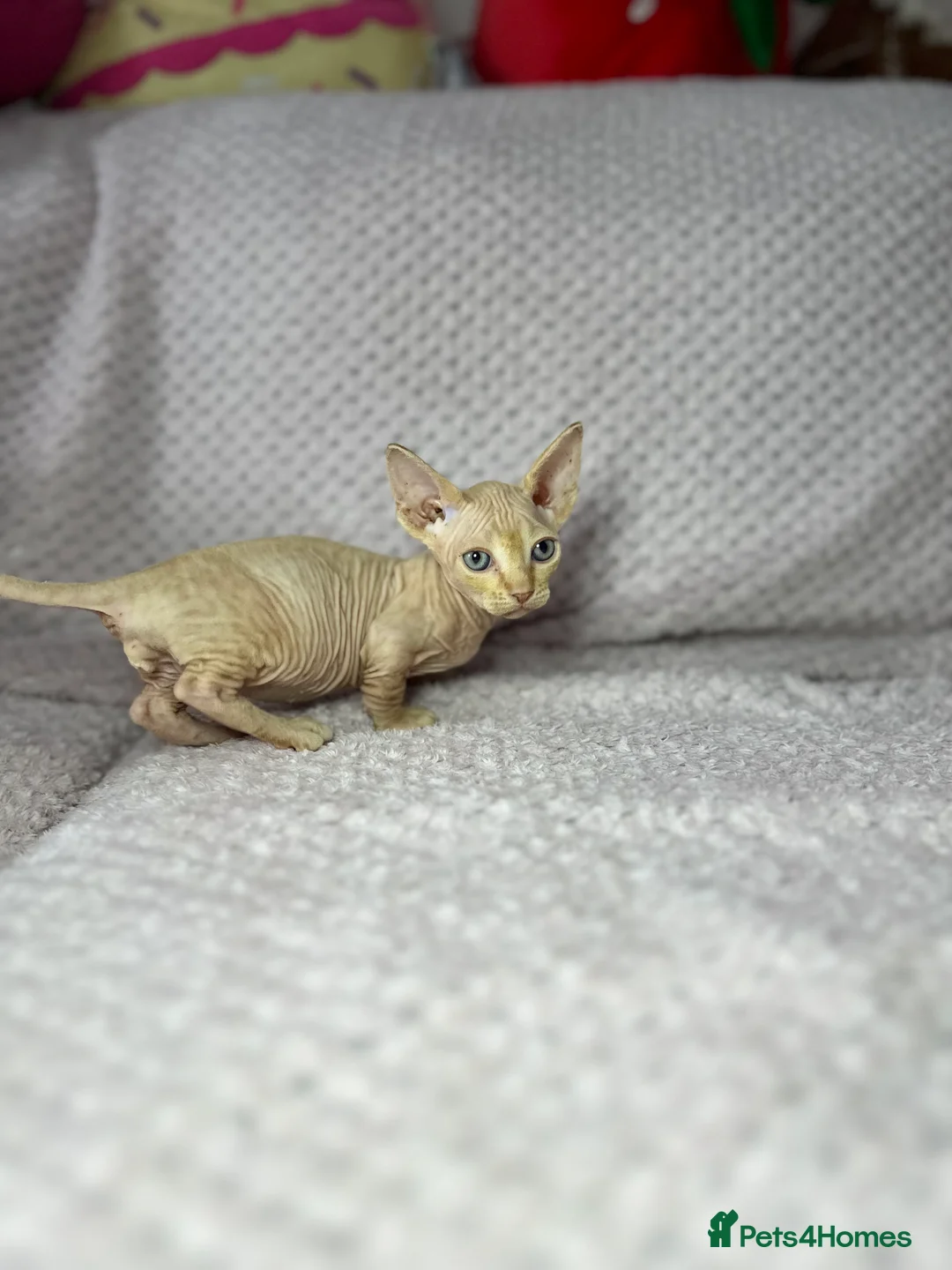 Sphynx cats for sale: Canadian bambino Sphynx kittens  - Advert 39