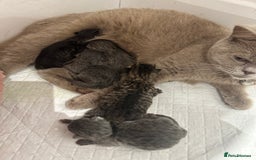 British Shorthair cats for sale: BRITISH SHORT HAIR KITTENS FOR SALE - Image 1