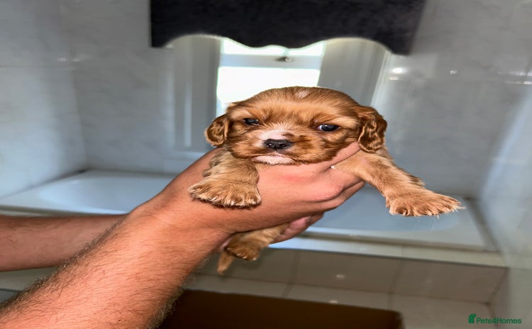 Cavalier King Charles Spaniel dogs - Advert 7