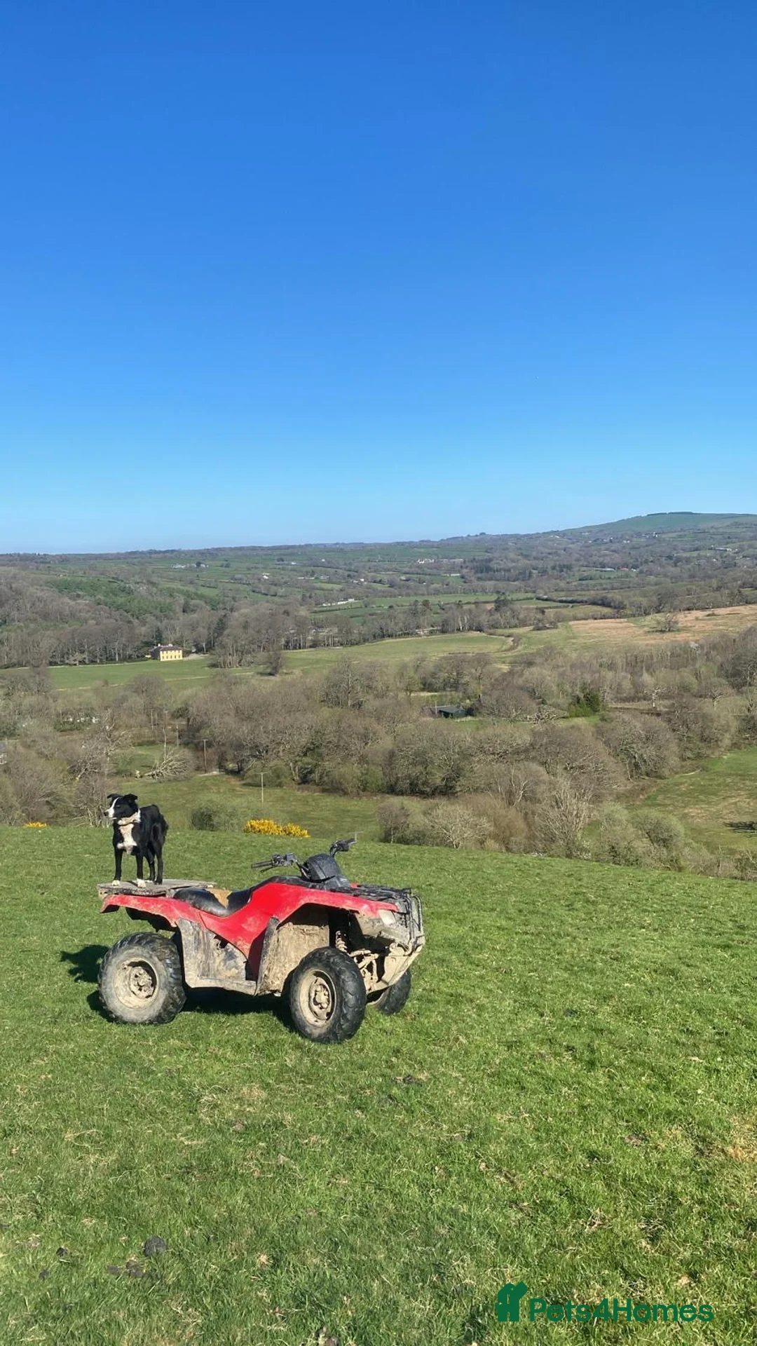 Border Collie dogs for sale: Border collie pups from Tyngraig Jock.  - Advert 12