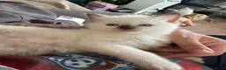 Ragdoll cats for sale: GCCF REG RAGDOLL KITTENS LILAC CHOC SEAL  - Advert 25