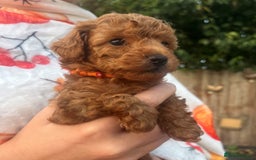 Toy Poodle dogs for sale: KC Reg High Quality RED Toy Poodles - Image 2