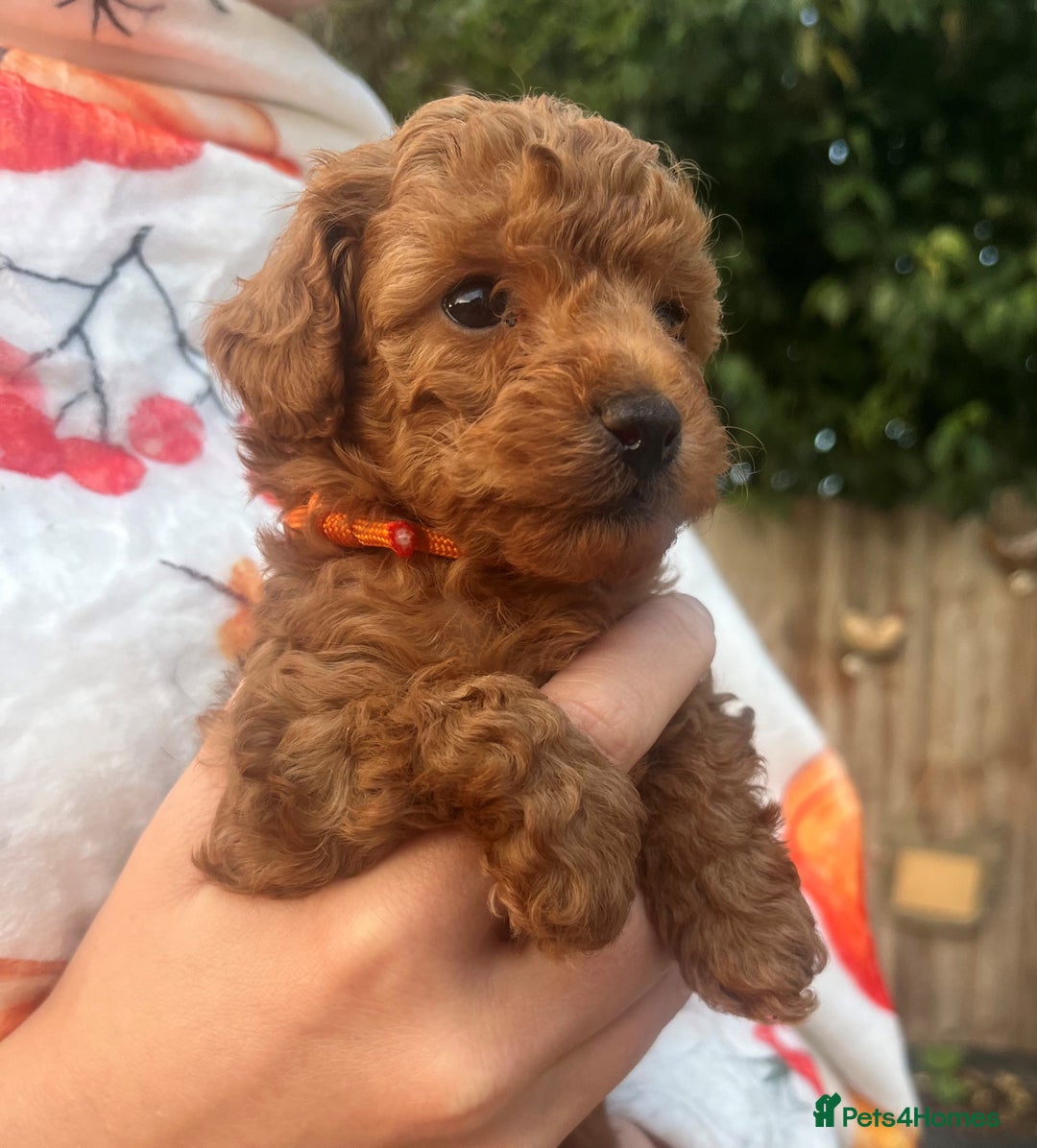 Toy Poodle dogs for sale: KC Reg High Quality RED Toy Poodles - Image 2