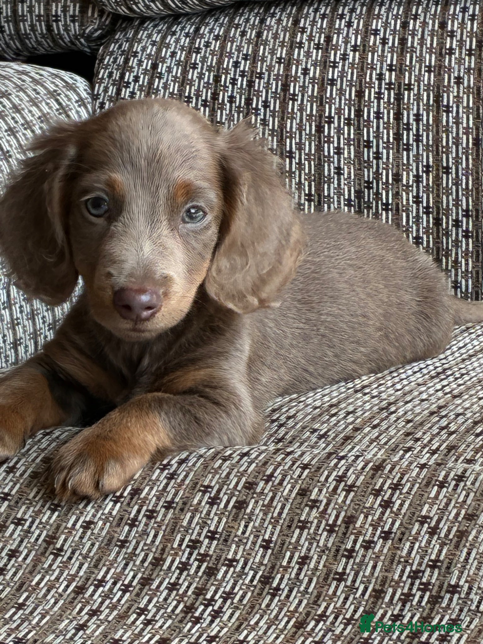 Miniature Dachshund dogs KC REGISTERED Long haired miniature dachshunds  - Advert 1