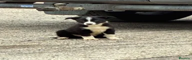 Border Collie 2