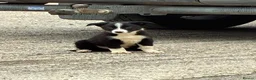 Border Collie dogs for sale: Border Collie Puppies - Advert 5