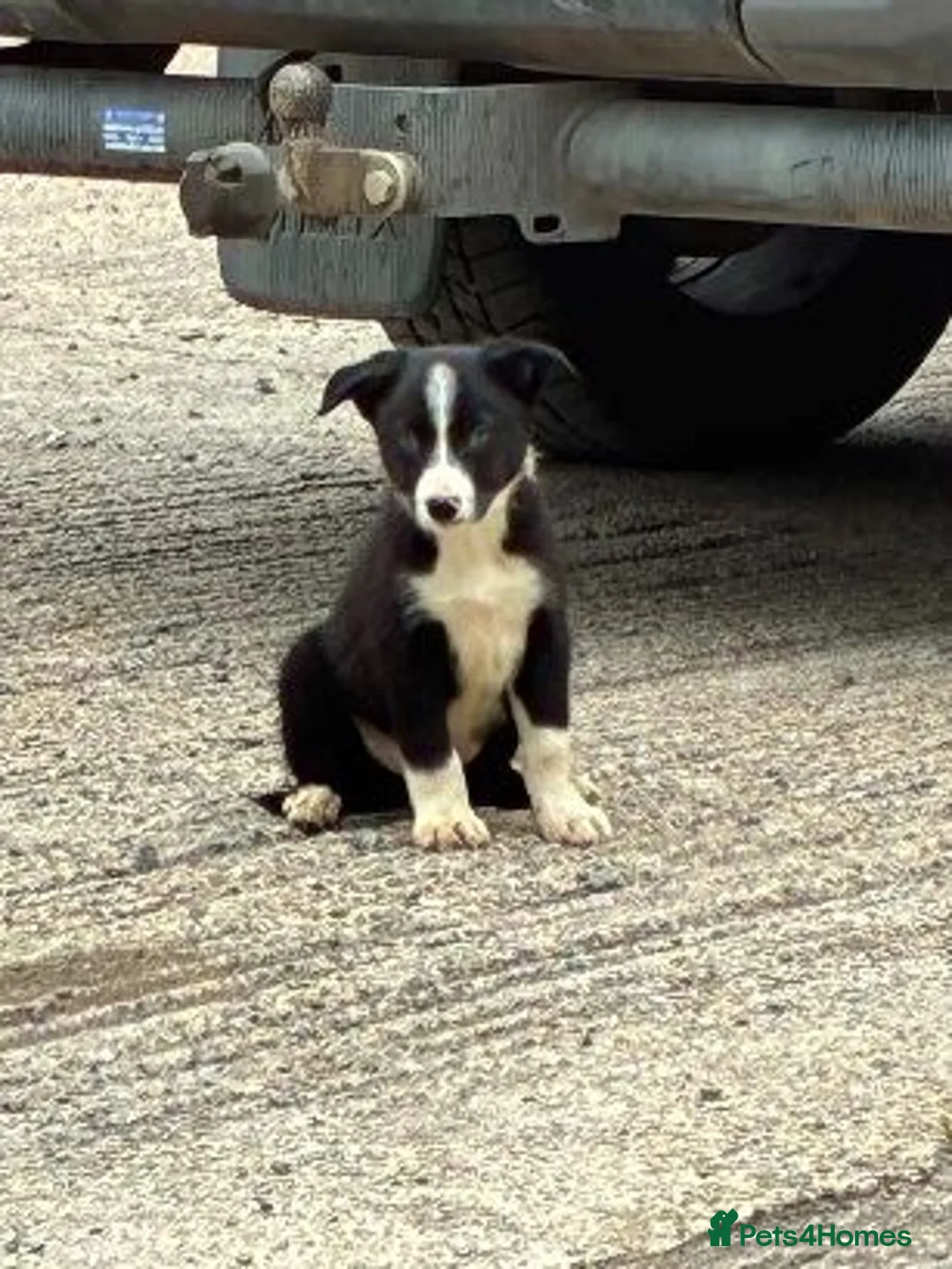 Border Collie dogs for sale: Border Collie Puppies - Advert 5