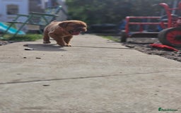 Dogue De Bordeaux dogs for sale: Dogue de bordeaux pups  - Image 11