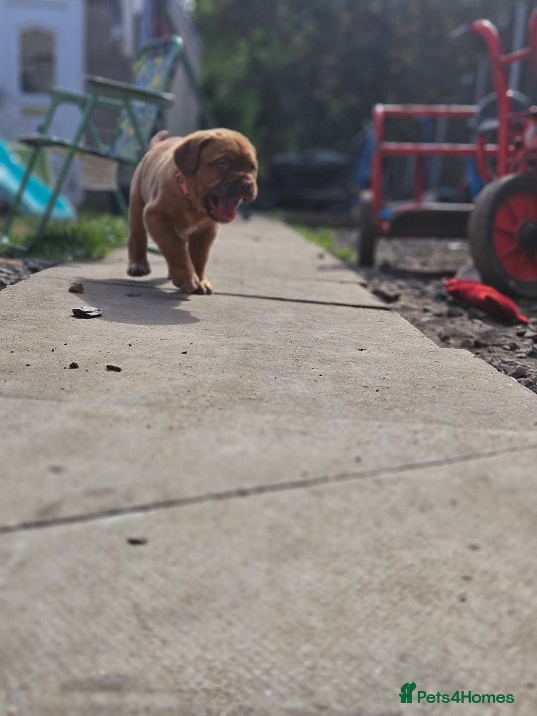 Dogue De Bordeaux dogs for sale: Dogue de bordeaux pups  - Image 11