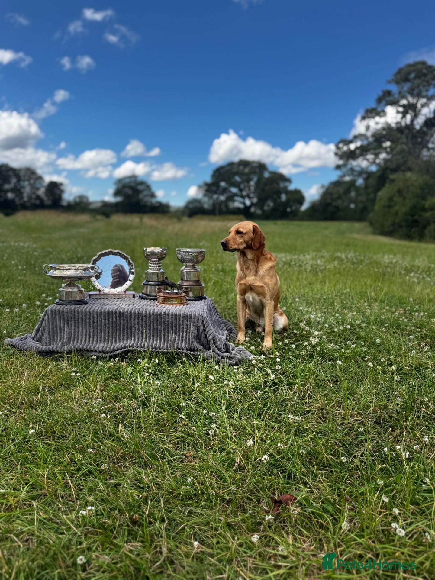 Labrador Retriever dogs for stud: FT CH DIGLAKE ALABAMA JATARCON  FULL HEALTH TESTED - Advert 2
