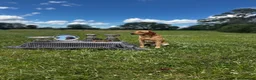 Labrador Retriever dogs for stud: FT CH DIGLAKE ALABAMA JATARCON  FULL HEALTH TESTED - Advert 2