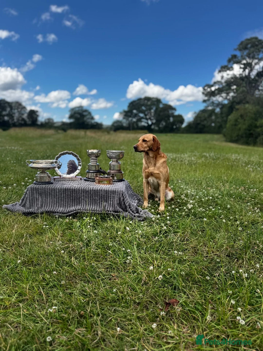 Labrador Retriever dogs for stud: FT CH DIGLAKE ALABAMA JATARCON  FULL HEALTH TESTED - Advert 2
