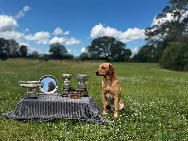 Labrador Retriever dogs for stud: FT CH DIGLAKE ALABAMA JATARCON FULL HEALTH TESTED - Advert 2