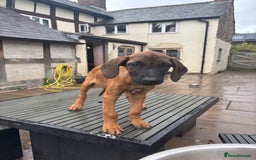 Rhodesian Ridgeback dogs for sale: Kc registered Rhodesian Ridgebacks puppies - Image 13