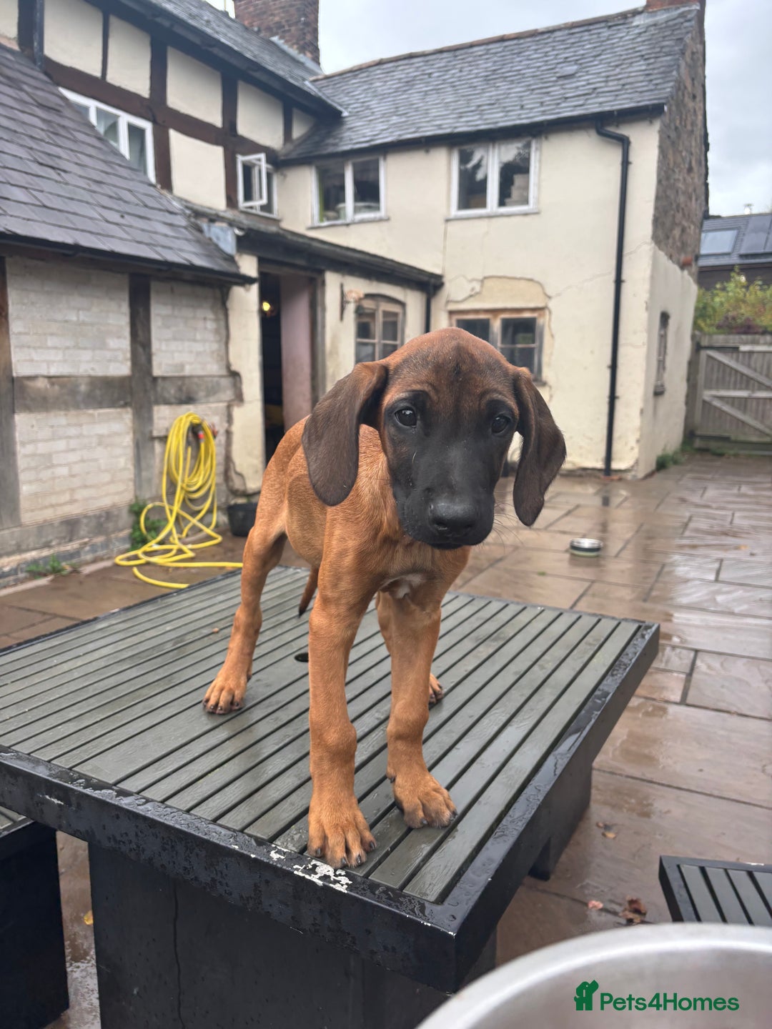 Rhodesian Ridgeback dogs for sale: Kc registered Rhodesian Ridgebacks puppies - Image 13