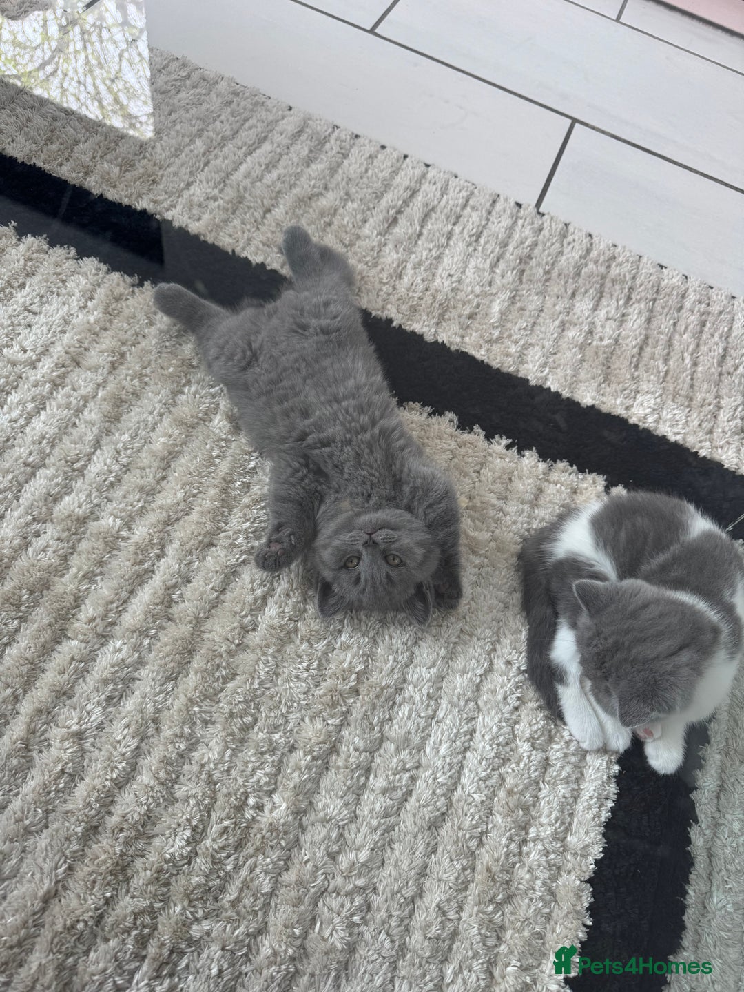 British Shorthair cats for sale: Pedigree British shorthair (Bi colour gene) in Birmingham - Image 8