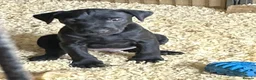 Patterjack dogs for sale: Gorgeous Patterjack Puppies for sale - Advert 3