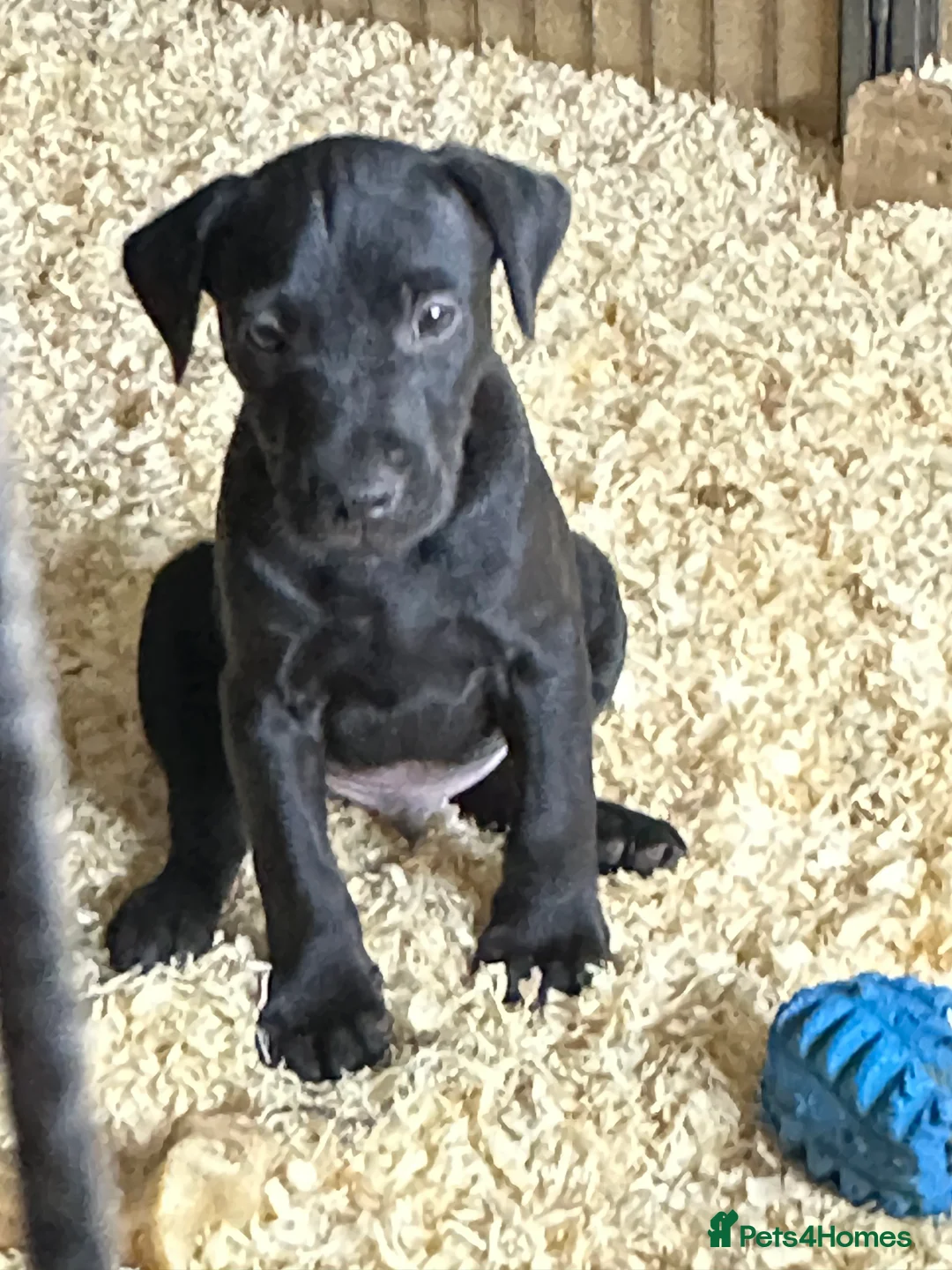 Patterjack dogs for sale: Gorgeous Patterjack Puppies for sale - Advert 3
