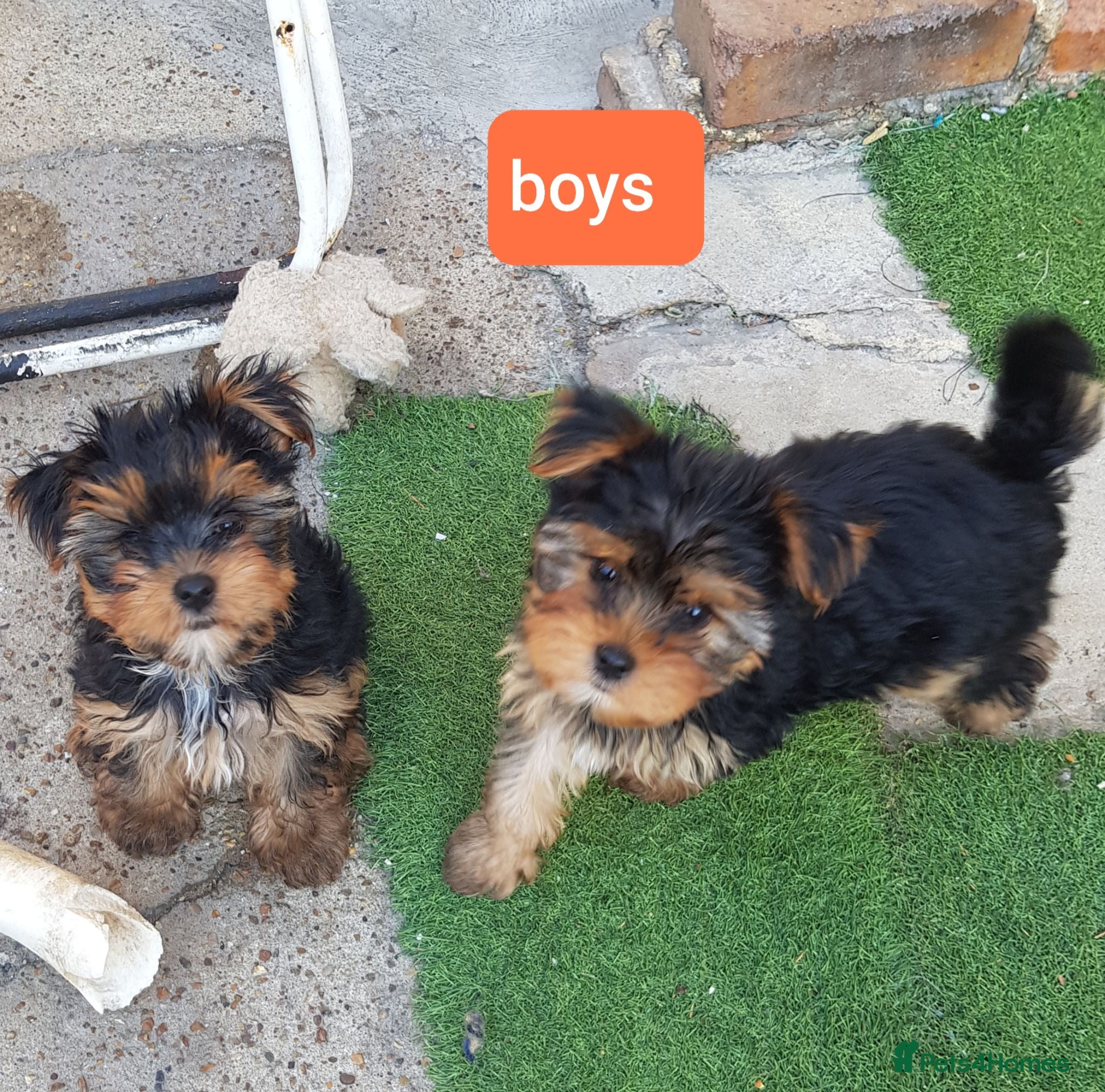 Yorkshire Terrier dogs Yorkshire terrier puppies 8 weeks old  - Advert 5
