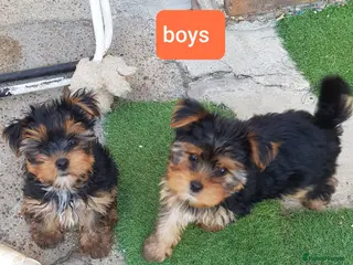 Yorkshire Terrier dogs Yorkshire terrier puppies 8 weeks old - Advert 5