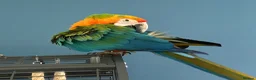 Macaws birds for sale: Catalina Macaw - Advert 4