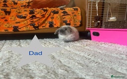 Mini Lop rabbits for sale: 6 baby mini lops ready to reserve  - Image 10