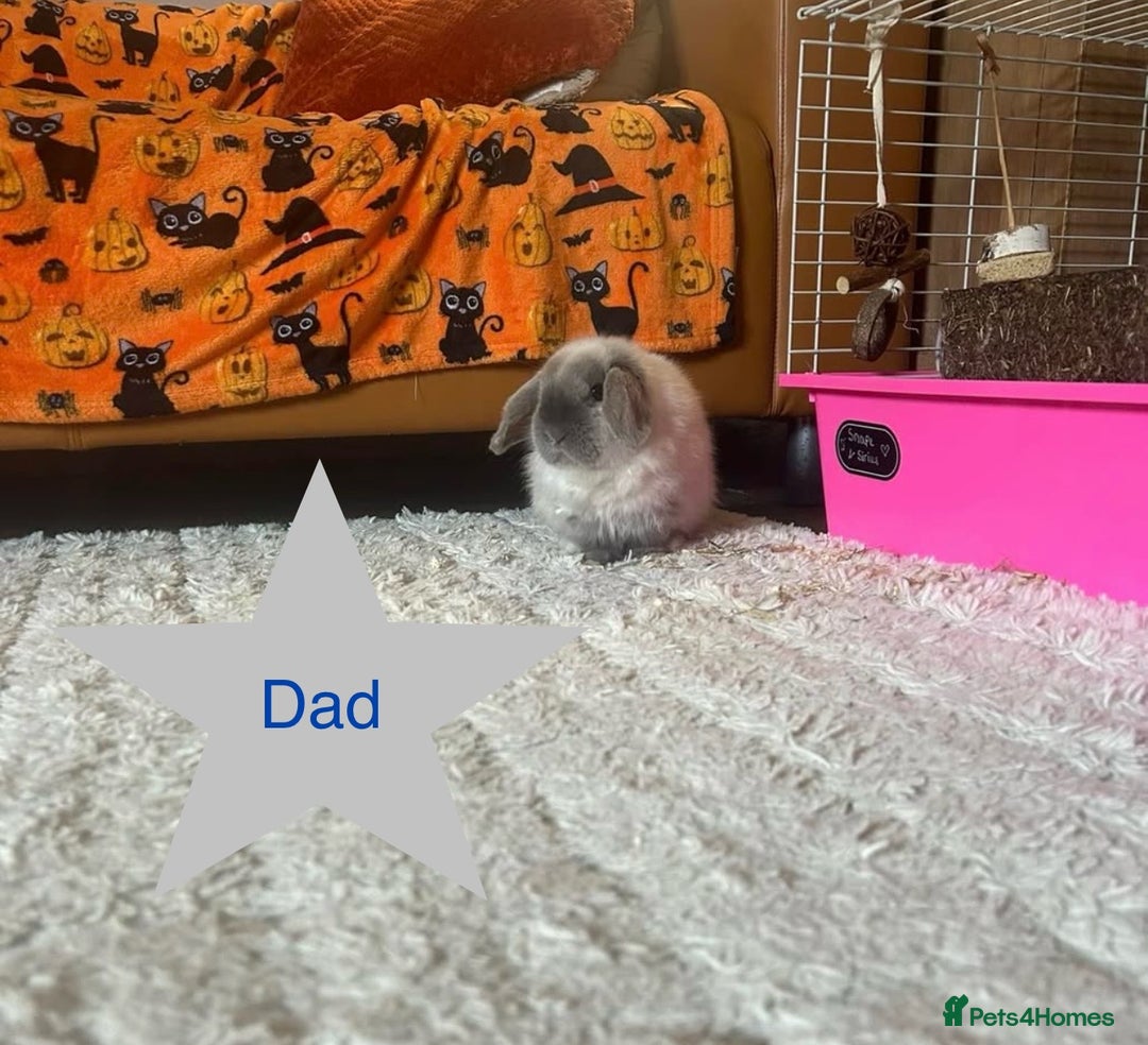 Mini Lop rabbits for sale: 6 baby mini lops ready to reserve  - Image 10