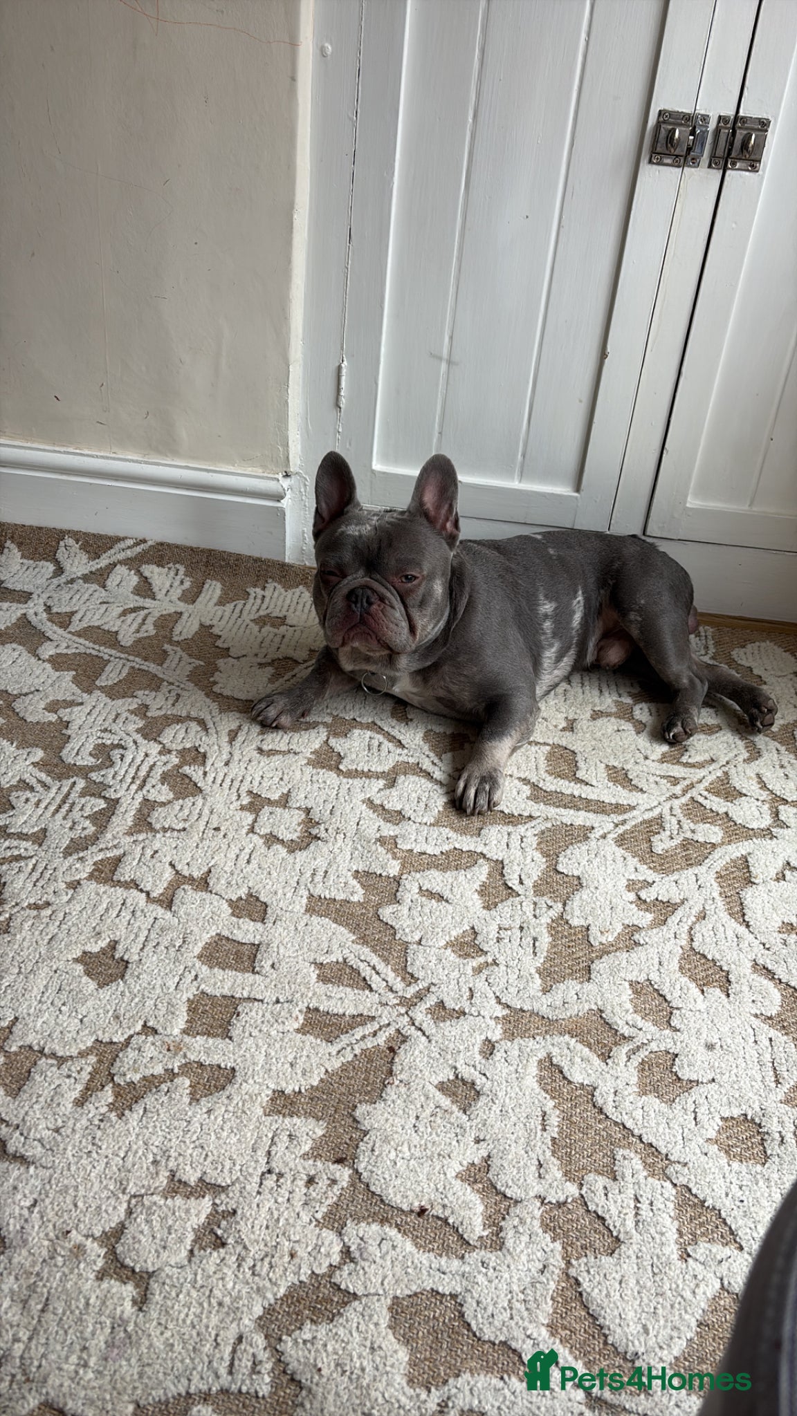 French Bulldog dogs 2 year old French Bulldog - Advert 2