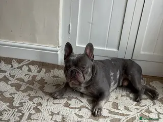 French Bulldog dogs 2 year old French Bulldog - Advert 6