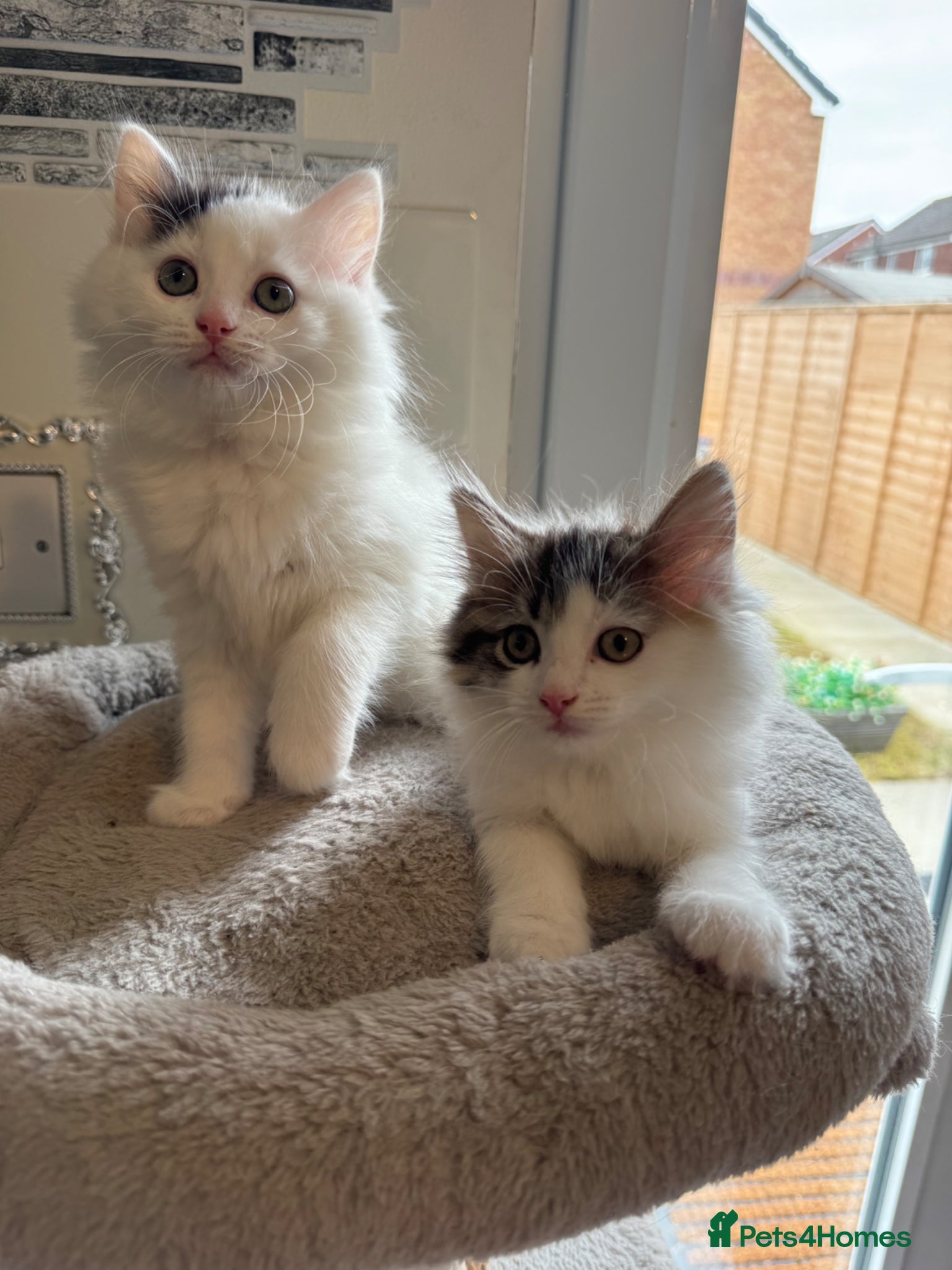 Ragdoll cats Beautiful Ragdoll kittens - Advert 1