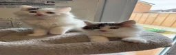 Ragdoll cats for sale: Beautiful Ragdoll kittens - Advert 1