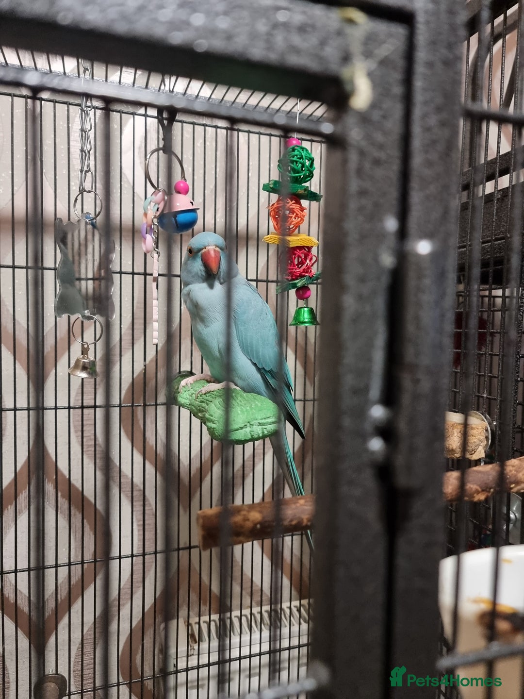 Ringnecks birds for sale: Blue female ringneak  - Image 3