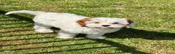 Cavapoo dogs for sale: Stunning home reared vet checked cavapoo puppies  in Leicester - Advert 7