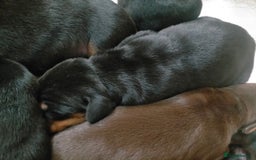 Dobermann dogs for sale: Dobermann puppies - Image 23