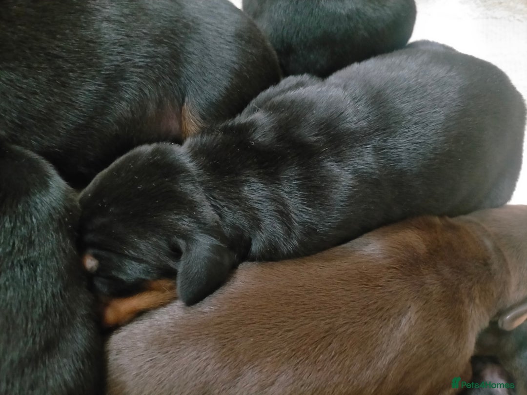 Dobermann dogs for sale: Dobermann puppies - Image 23