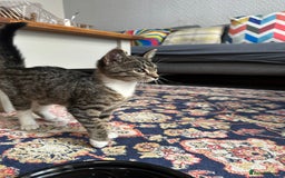 Mixed Breed cats for sale: Two kittens for sale - Image 1