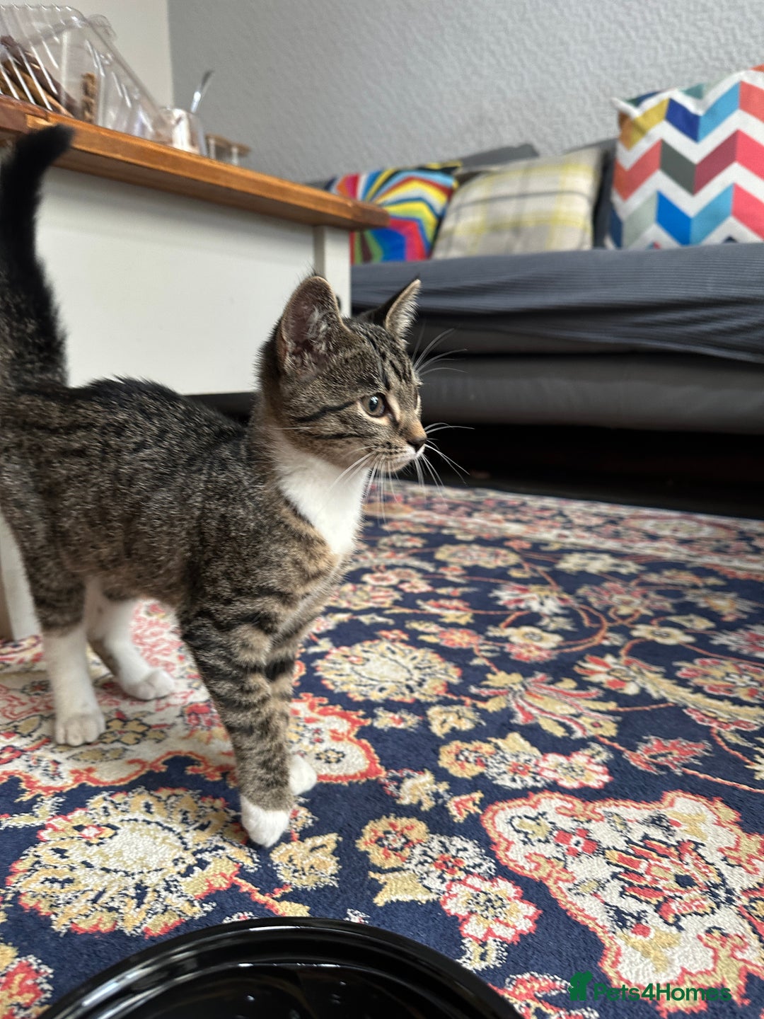 Mixed Breed cats for sale: Two kittens for sale - Image 1