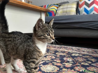 Mixed Breed cats - Advert 2