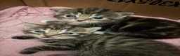 Mixed Breed cats for sale: Mixed breed kittens  in Selby - Advert 3
