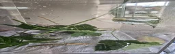 Stick Insects invertebrates for sale: Indian Stick Insects Eggs for hatching x10 in Walsall - Advert 2