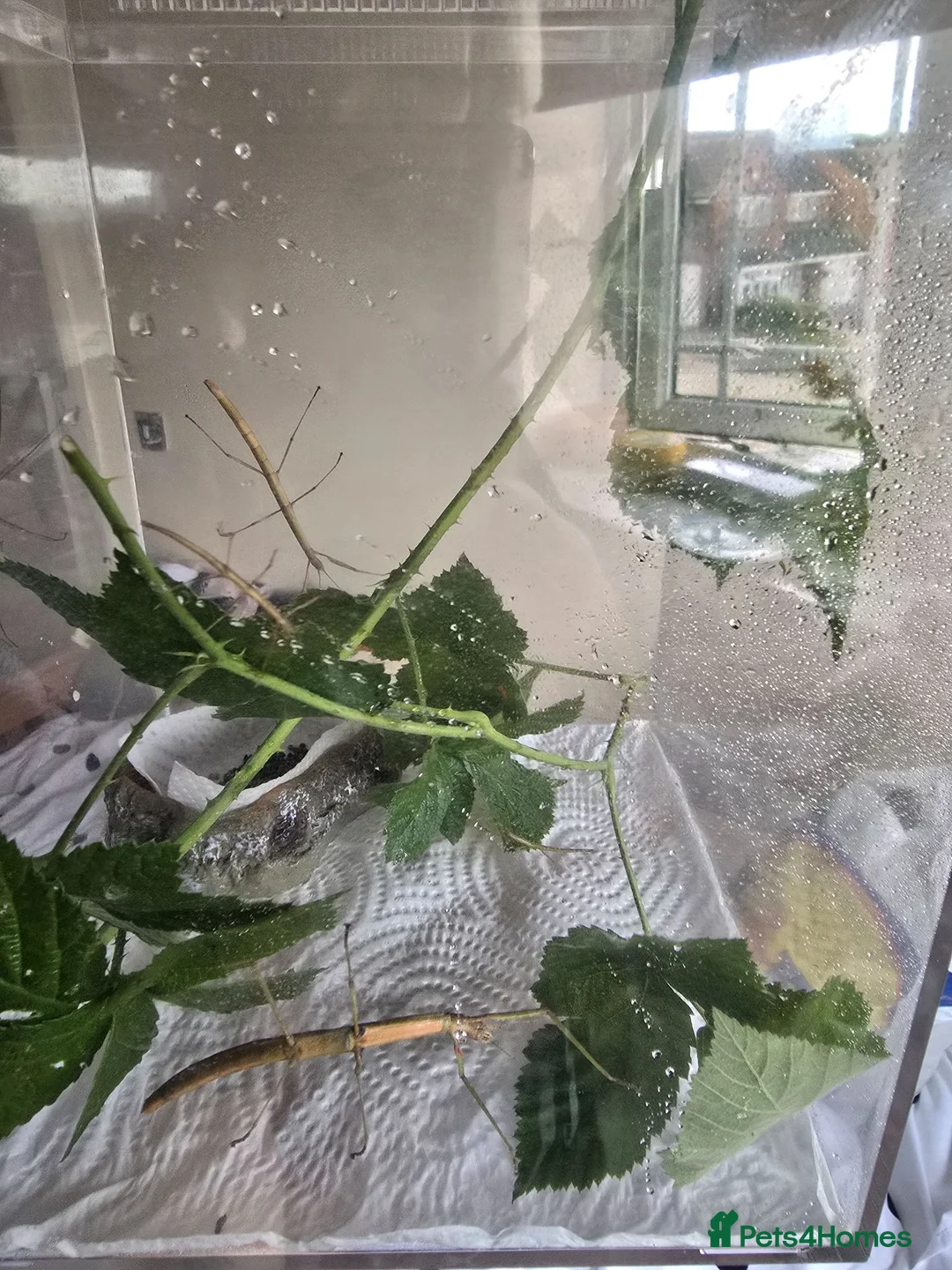 Stick Insects invertebrates for sale: Indian Stick Insects Eggs for hatching x10 in Walsall - Advert 2