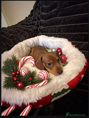 Miniature Dachshund dogs - Advert 2