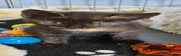 Mixed Breed cats for sale: Kittens available  - Advert 12
