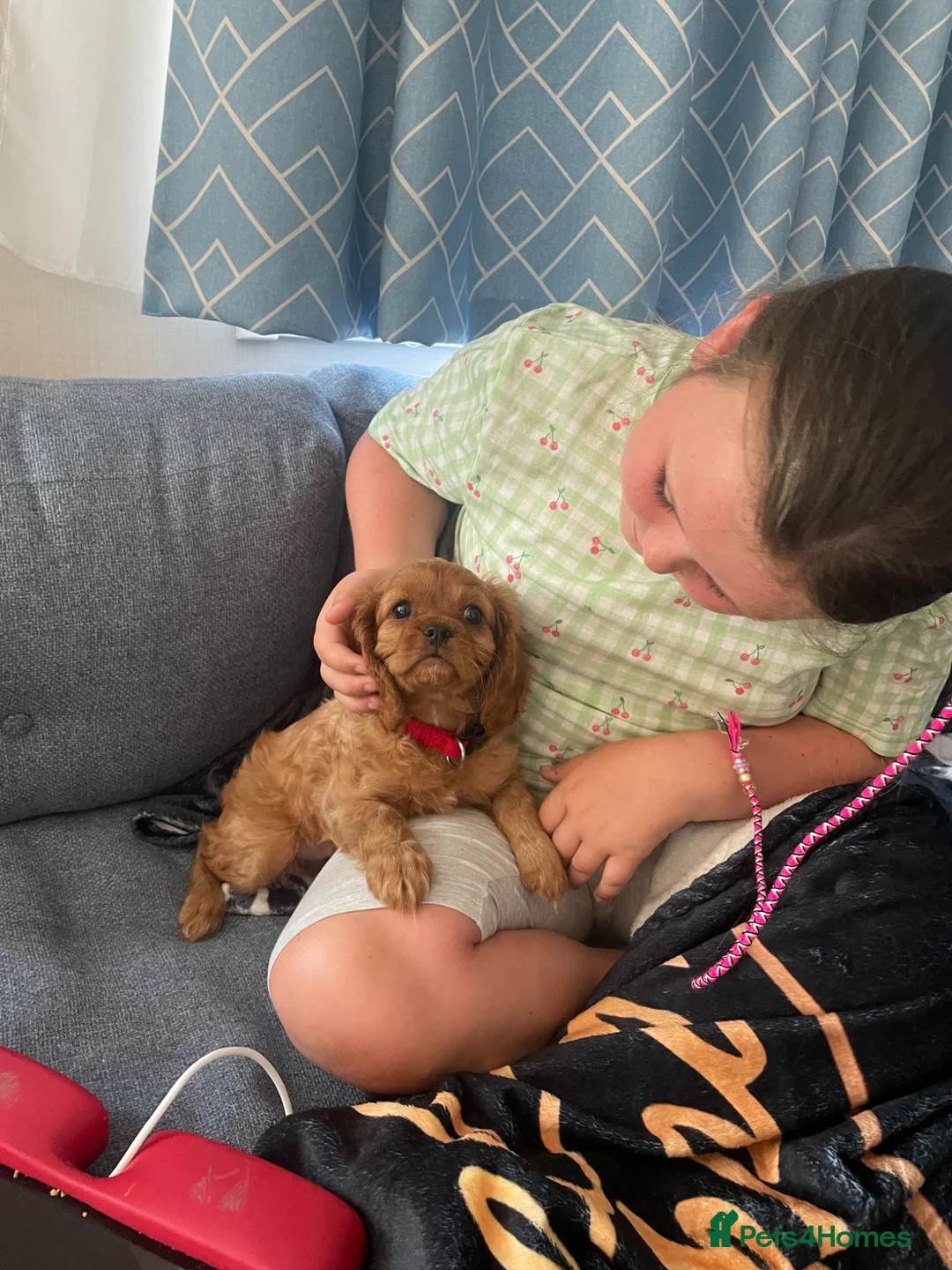 Cavalier King Charles Spaniel dogs for sale: King Charles cavalier babies  - Advert 1