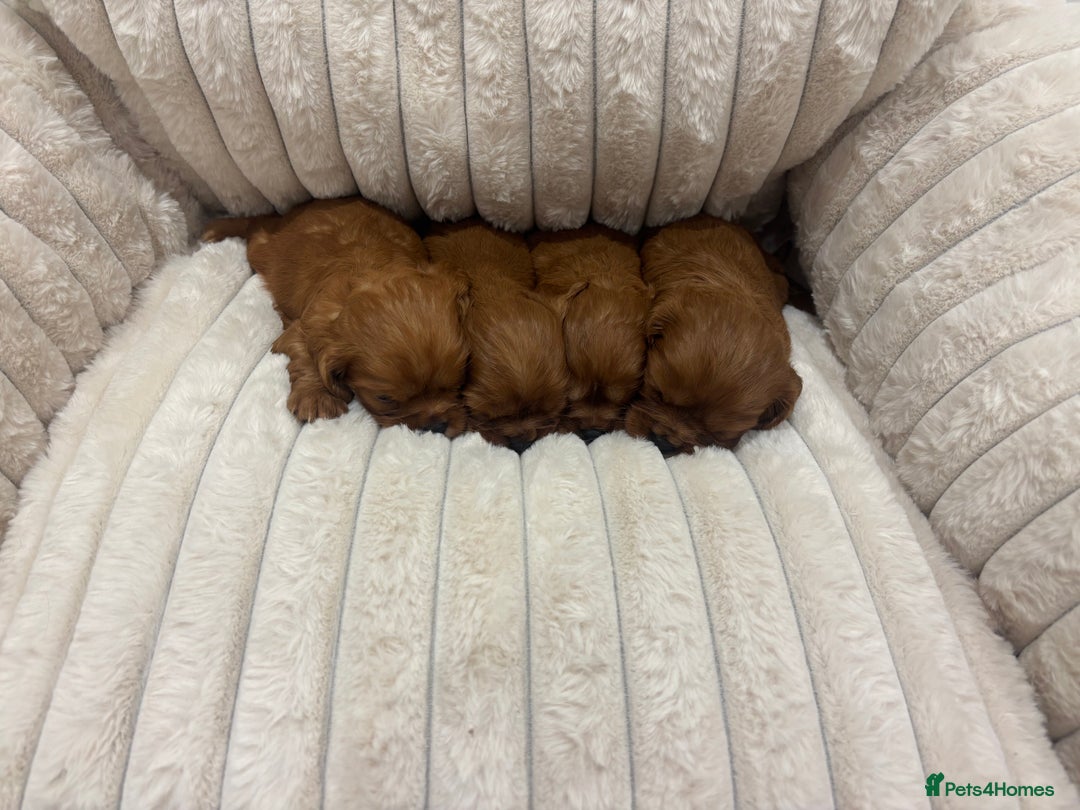 Cavalier King Charles Spaniel dogs for sale: Health tested King Charles cavalier  - Image 7