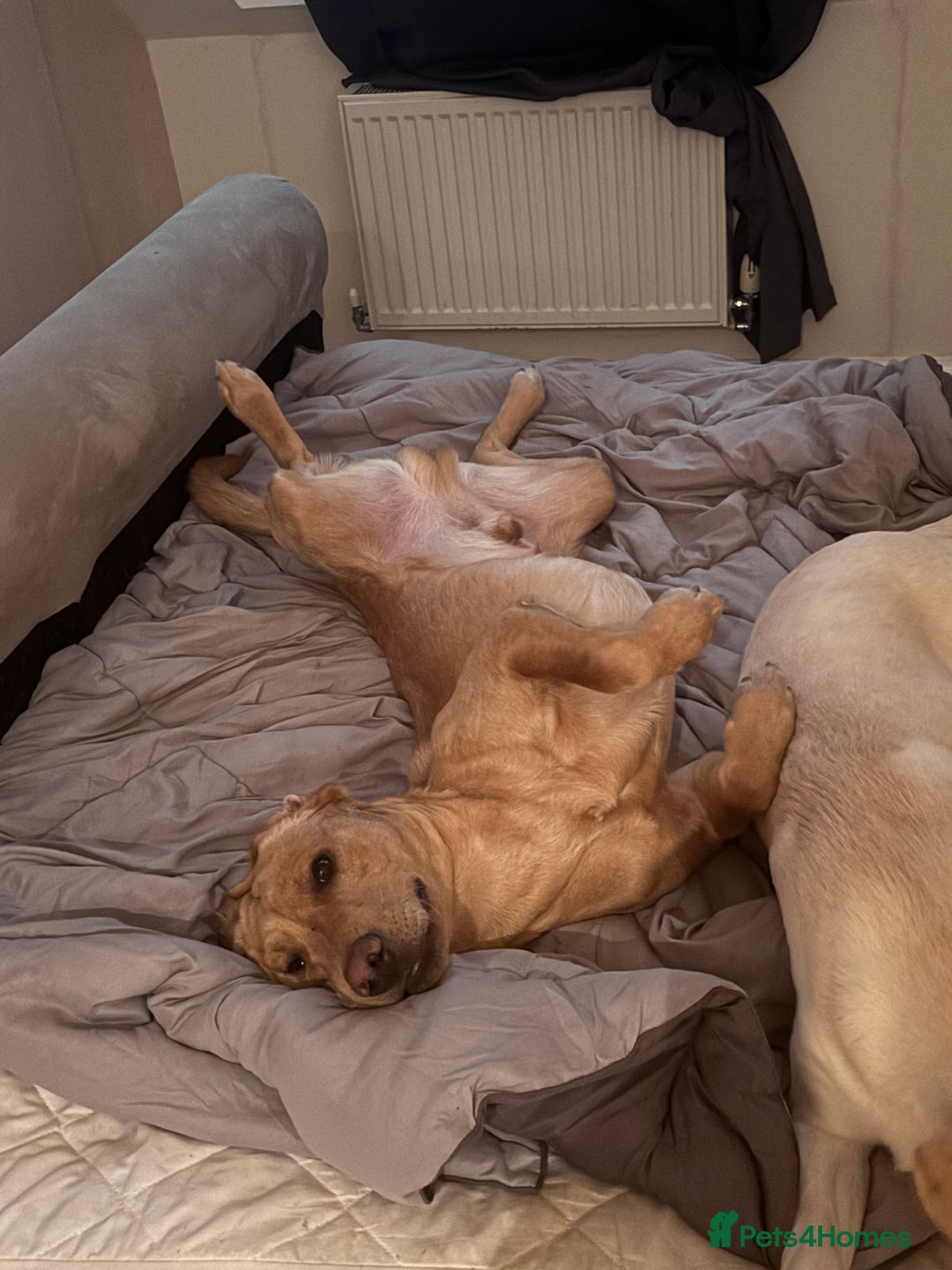 Labrador Retriever dogs for sale: Red fox Labrador & yellow lab  in Gainsborough - Image 4