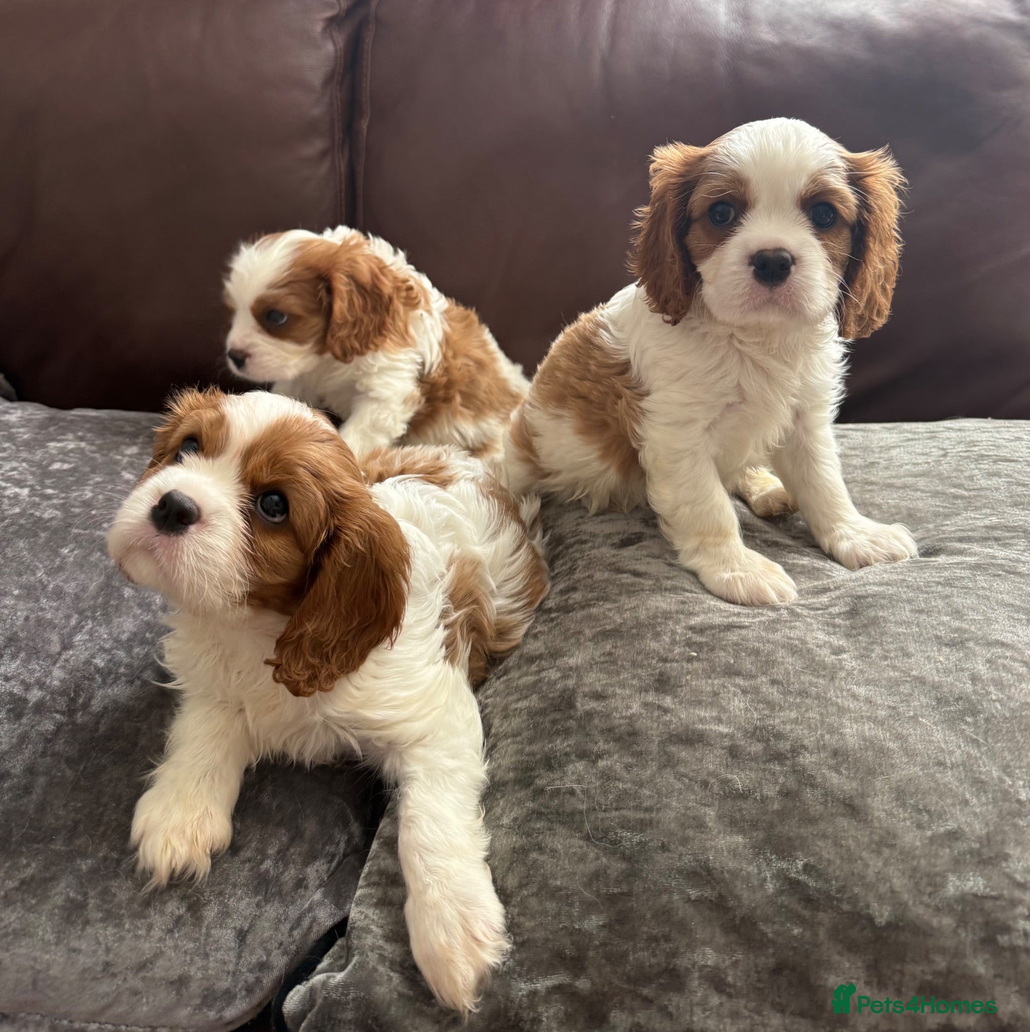 Cavalier King Charles Spaniel dogs REDUCE PRICE- two boys available  - Advert 2