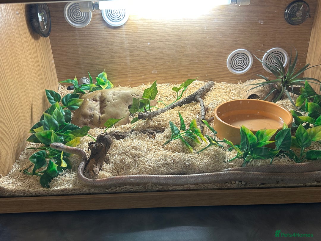 Corn Snake reptiles for sale: Year old pink corn snake  - Image 3