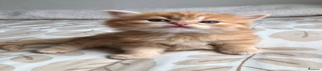 Siberian Kitten 1