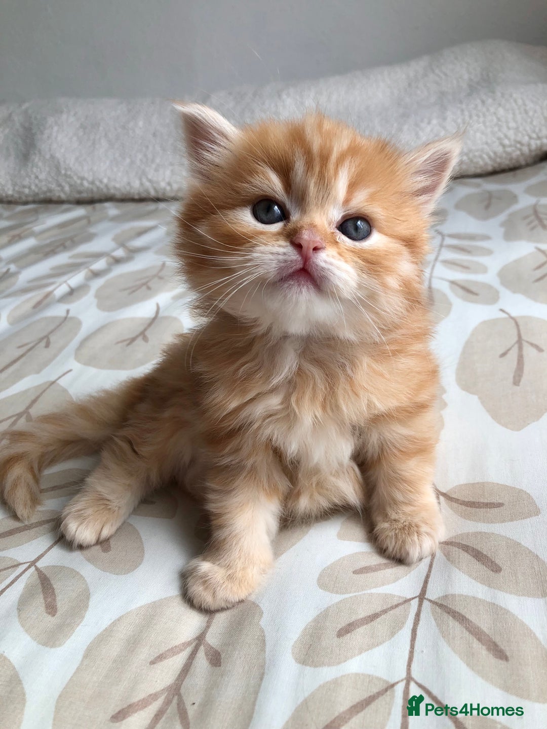 Siberian cats for sale: Stunning Siberian Kittens! - Image 7